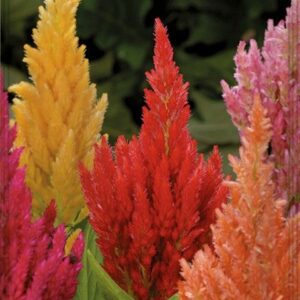 SEMILLA CELOSIA BATTLE
