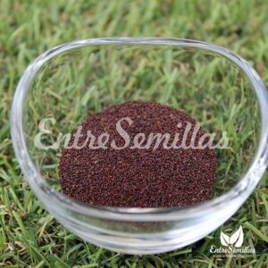 SEMILLA HIERBABUENA JARDICLUB