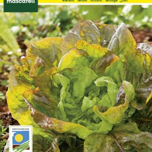 SEMILLA LECHUGA MARAV. VERANO MASCARELL