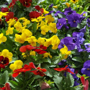 SEMILLA PENSAMIENTO GIG. JARDICLUB