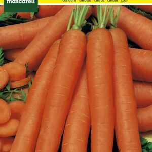 SEMILLA ZANAHORIA NANTESA MASCARELL